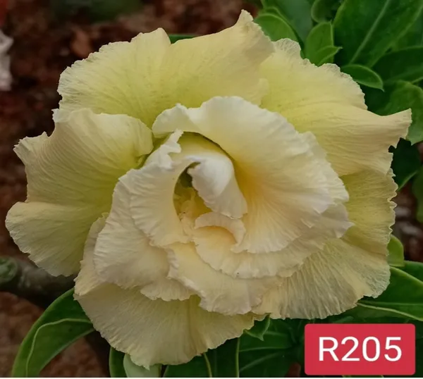 Grafted_Adenium_Plant_|_Without_Pots