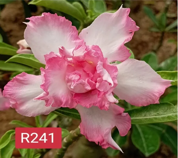 Grafted_Adenium_Plant_Cr241_Without_Pots