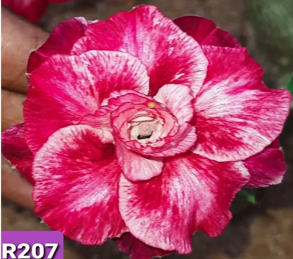 Grafted_Adenium_Plant_Cr207_Without_Pots