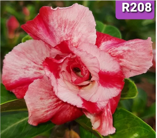 Grafted_Adenium_Plant_Cr208_Without_Pots