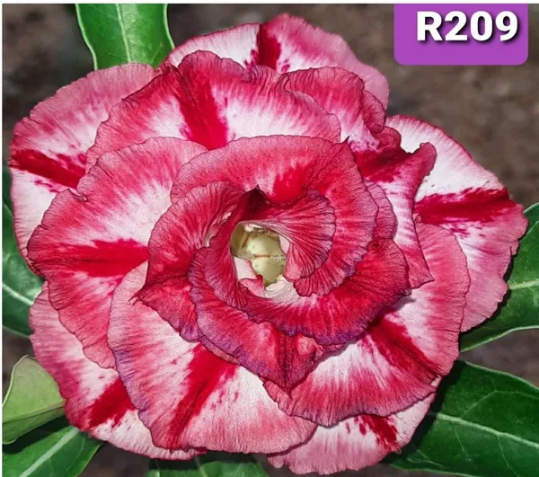 Grafted_Adenium_Plant_Cr209_Without_Pots