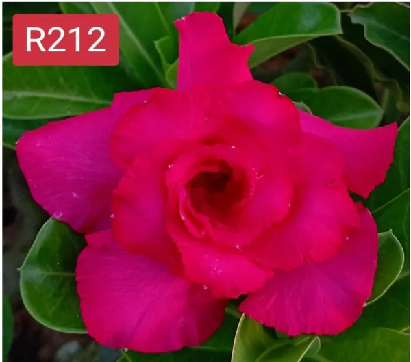 Grafted_Adenium_Plant_|_Without_Pots