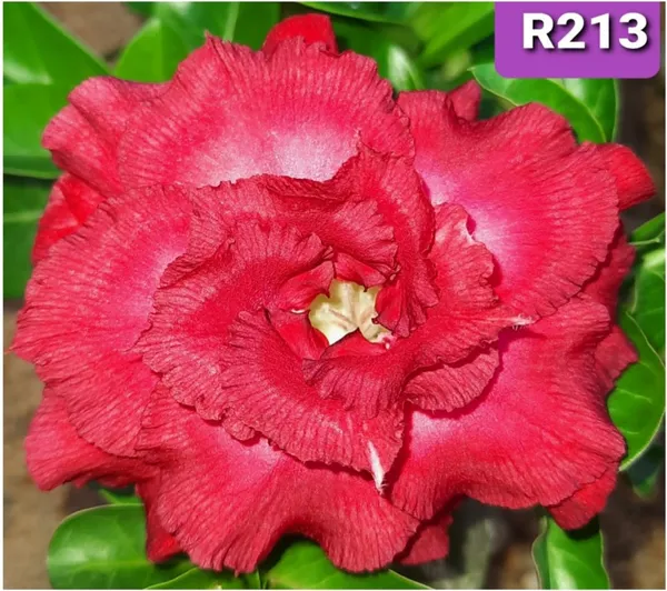 Grafted_Adenium_Plant_Cr213_Without_Pots