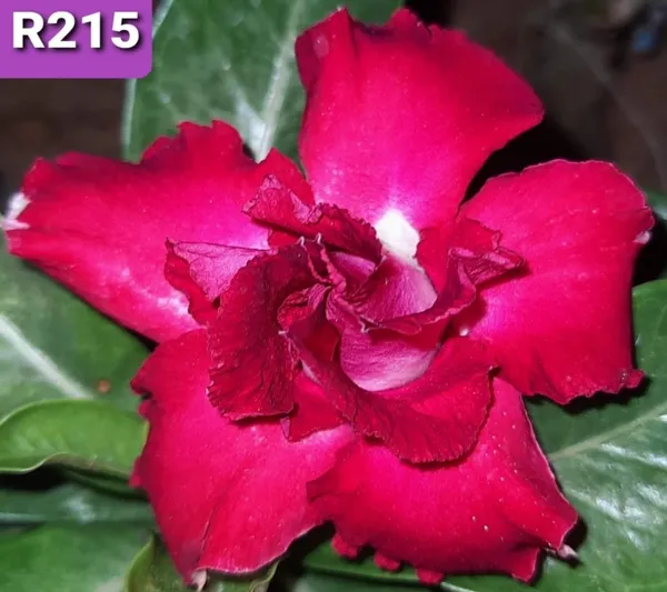 Grafted_Adenium_Plant_Cr215_Without_Pots
