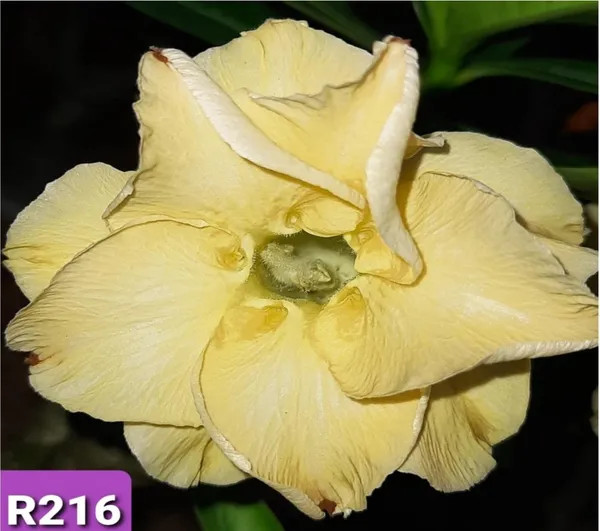Grafted_Adenium_Plant_Cr216_Without_Pots