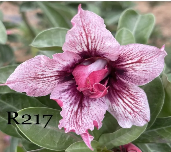 Grafted_Adenium_Plant_Cr217_Without_Pots