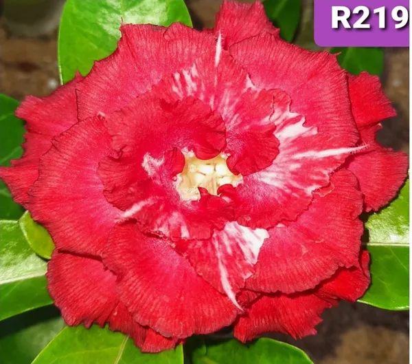 Grafted_Adenium_Plant_|_Without_Pots