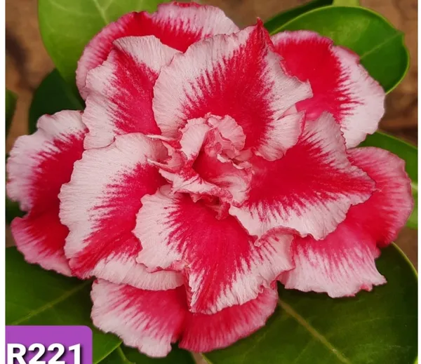 Grafted_Adenium_Plant_Cr221_Without_Pots