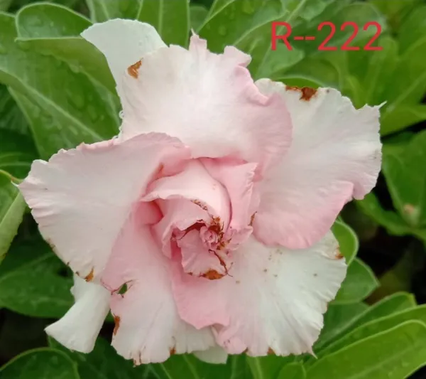 Grafted_Adenium_Plant_Cr222_Without_Pots