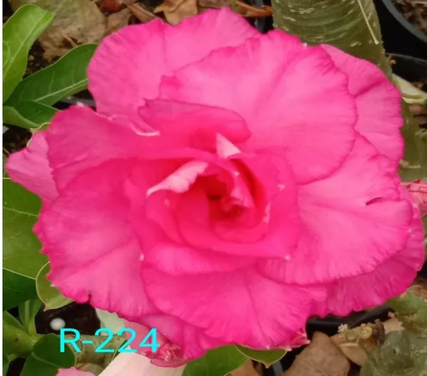 Grafted_Adenium_Plant_Cr224_Without_Pots