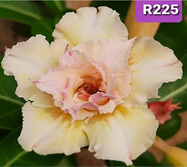 Grafted_Adenium_Plant_Cr225_Without_Pots