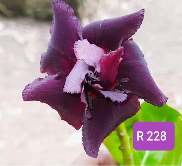 Grafted_Adenium_Plant_Cr228_Without_Pots