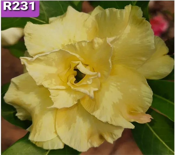 Grafted_Adenium_Plant_Cr231_Without_Pots