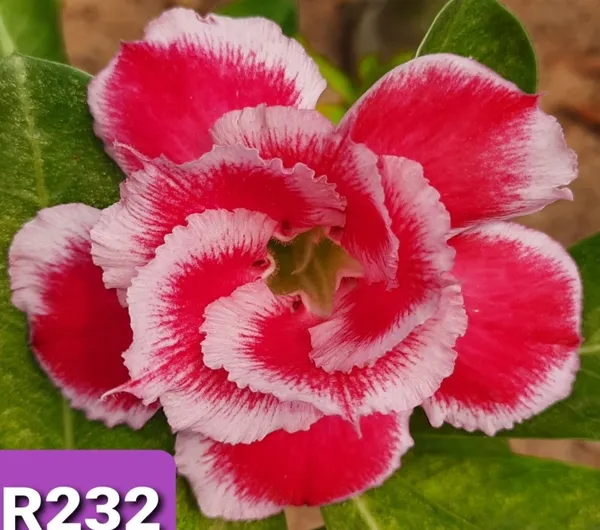 Grafted_Adenium_Plant_Cr232_Without_Pots