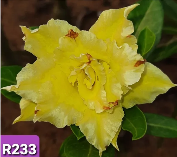 Grafted_Adenium_Plant_Cr233_Without_Pots