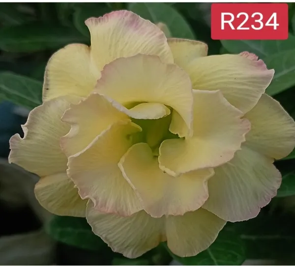 Grafted_Adenium_Plant_Cr234_Without_Pots