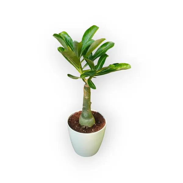 Grafted_Adenium_Plant_Cr234_Without_Pots