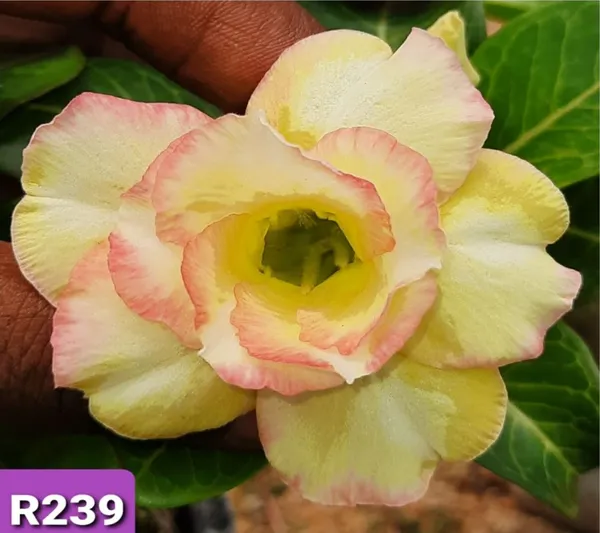 Grafted_Adenium_Plant_|_Without_Pots
