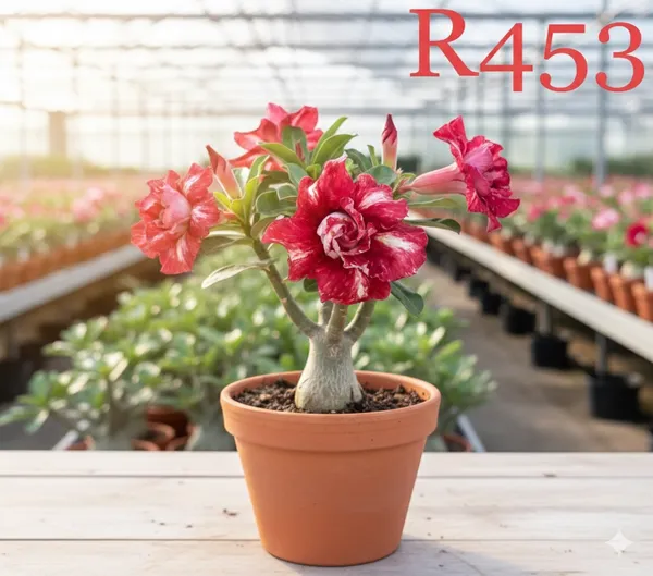 Grafted_Adenium_Plant_|_Without_Pots