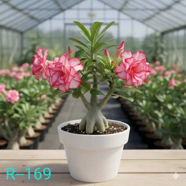 Grafted_Adenium_Plant_|_Without_Pots