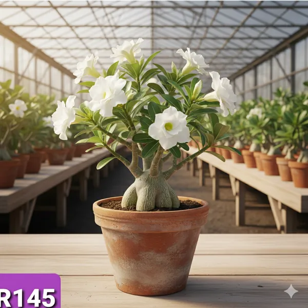 Grafted_Adenium_Plant_Cr145_Without_Pots