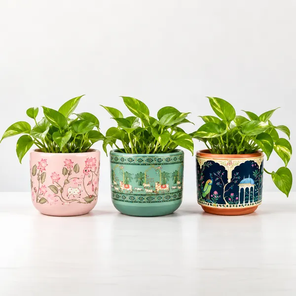 Terracotta_Planter_combo_of_3_Pichwai_Pink_and_Mint_&_Royal__Blue_Collection_–_Premium_Glass_Coated_Peacock_Design_Planters_for_Home_Decor_|_Artistic_Flower_Pots_for_Garden_&_Indoor_Plant_Pot