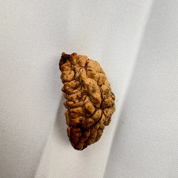 Divine_Power_Rudraksha