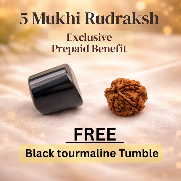 Divine_Balance_–_5_Mukhi_Rudraksha