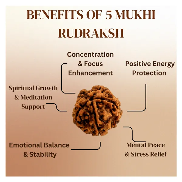 Divine_Balance_–_5_Mukhi_Rudraksha