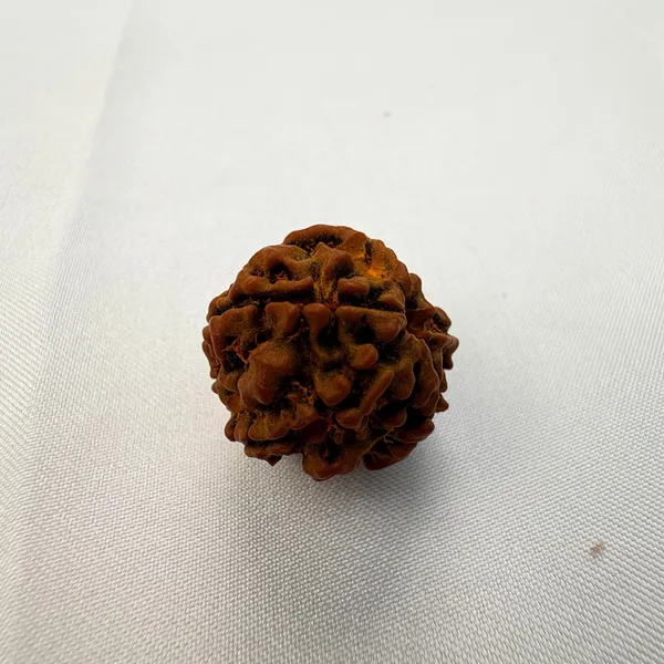 Divine_Balance_–_5_Mukhi_Rudraksha