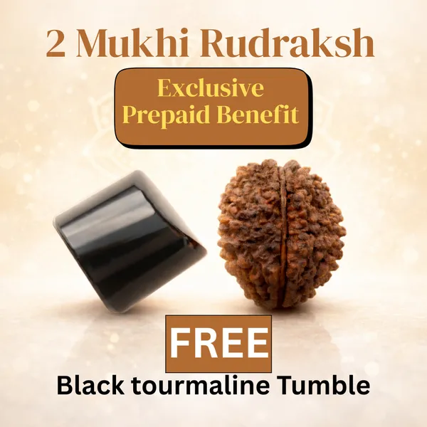 SoulBond_Harmony_–_2_Mukhi_Rudraksha