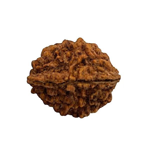 SoulBond_Harmony_–_2_Mukhi_Rudraksha