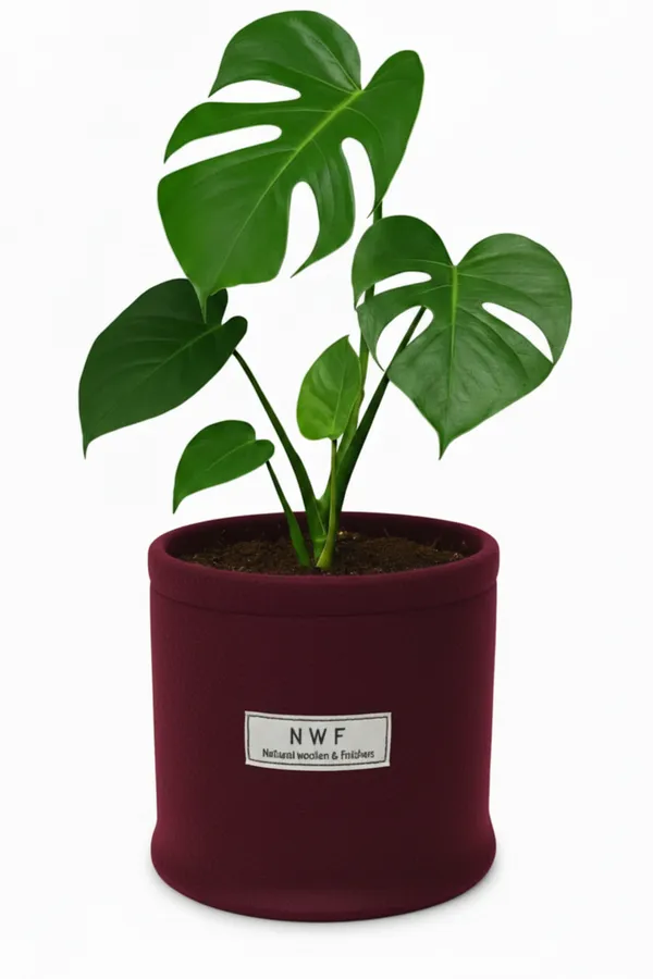 100%_Pure_Wool_Felt_Indoor_Plant_Pot_(Pack_of_1_Piece)
