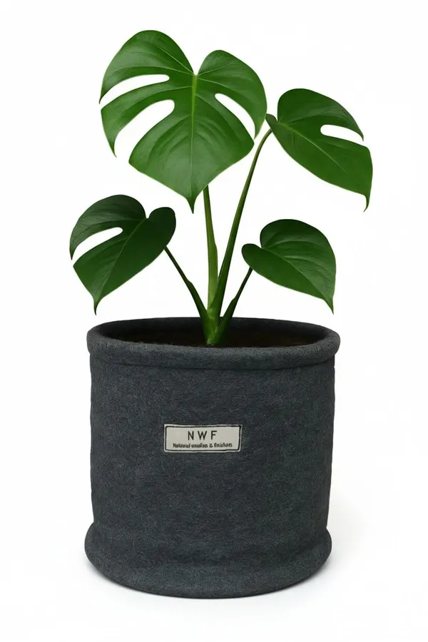 100%_Pure_Wool_Felt_Indoor_Plant_Pot_(Pack_of_1_Piece)
