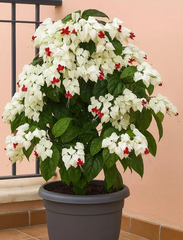 Bleeding_Heart_Flower_Plant_(Pack_Of-1_)