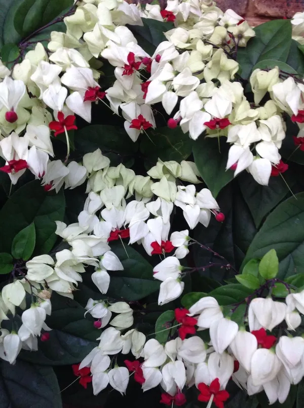 Bleeding_Heart_Flower_Plant_(Pack_Of-1_)