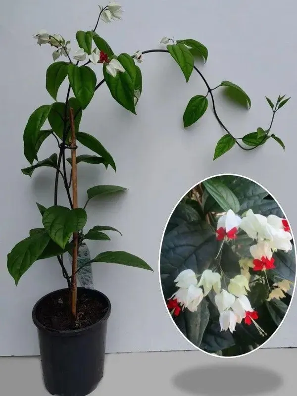 Bleeding_Heart_Flower_Plant_(Pack_Of-1_)