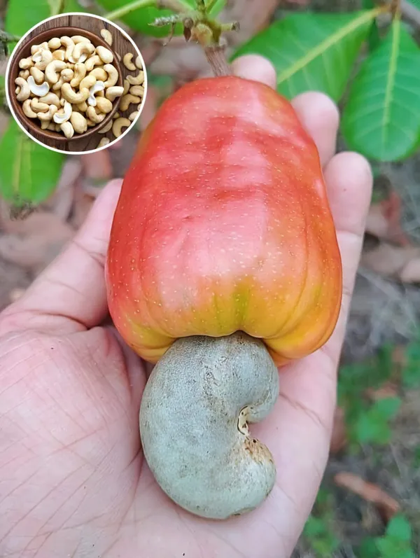 Hybrid_Cashew_Grafting_Plant_(Pack_Of_-1)