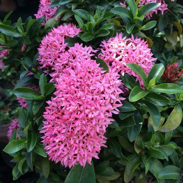 Hybrid_Pink_Ixora_Flower_Plant_(Pack_Of-1)