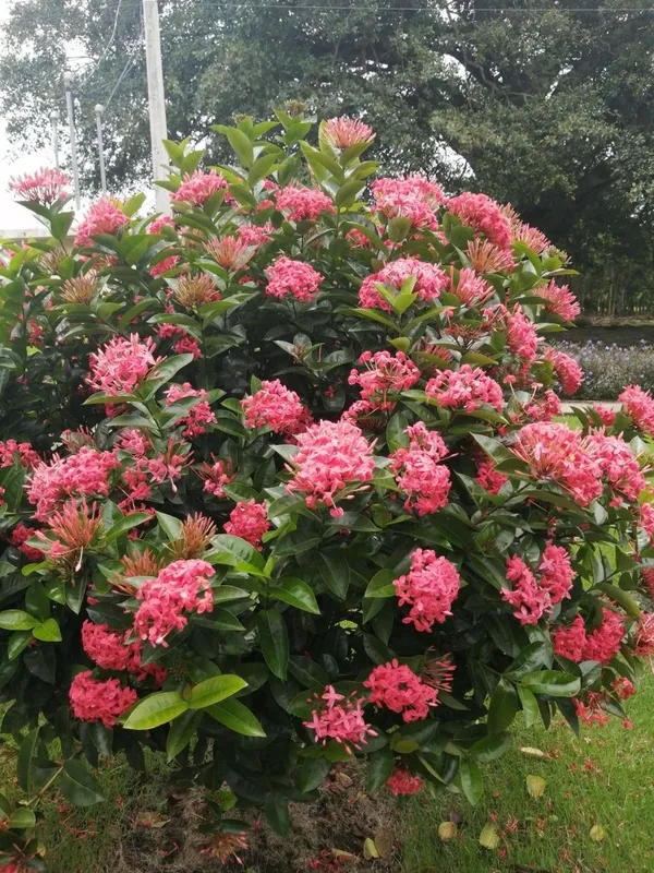 Hybrid_Pink_Ixora_Flower_Plant_(Pack_Of-1)