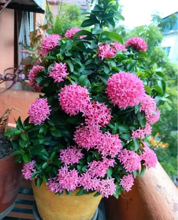 Hybrid_Pink_Ixora_Flower_Plant_(Pack_Of-1)