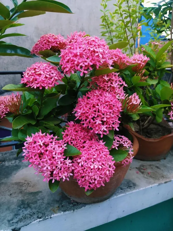 Hybrid_Pink_Ixora_Flower_Plant_(Pack_Of-1)