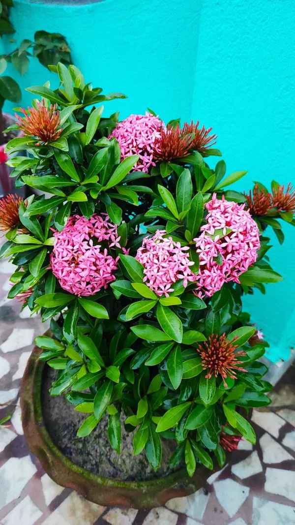 Hybrid_Pink_Ixora_Flower_Plant_(Pack_Of-1)