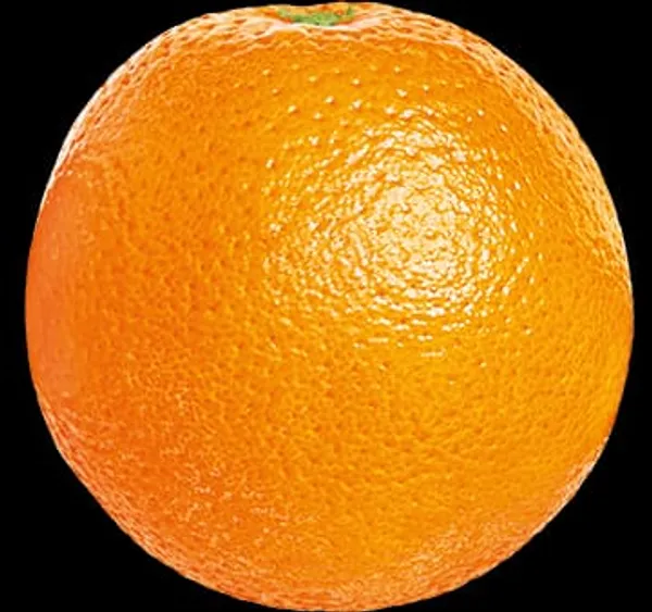 Hybrid_Jaffa_Orange_🍊🍊🍊_Grafting_Fruit_Plant_(Pack_Of-1_)