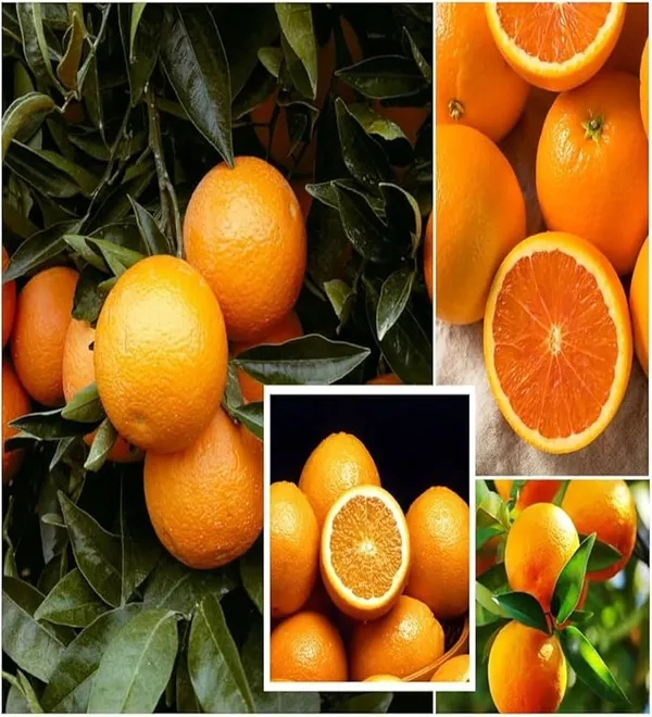 Hybrid_Jaffa_Orange_🍊🍊🍊_Grafting_Fruit_Plant_(Pack_Of-1_)