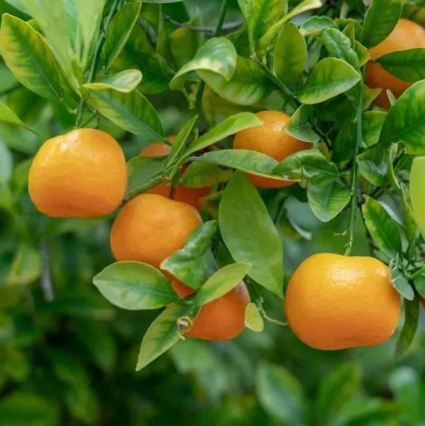 Hybrid_Jaffa_Orange_🍊🍊🍊_Grafting_Fruit_Plant_(Pack_Of-1_)