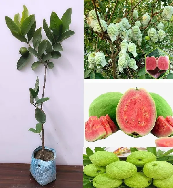 Thi_Pink_Guava_Plant_(Hybrid_&_Grafting)_Pack_Of-1
