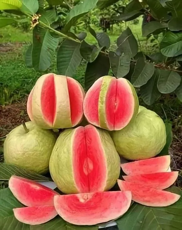 Thi_Pink_Guava_Plant_(Hybrid_&_Grafting)_Pack_Of-1
