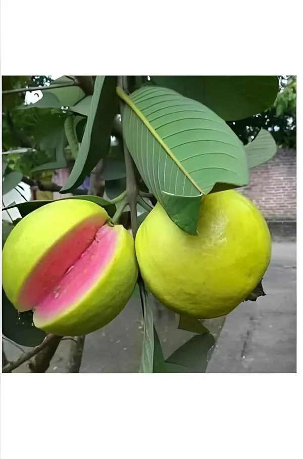 Thi_Pink_Guava_Plant_(Hybrid_&_Grafting)_Pack_Of-1