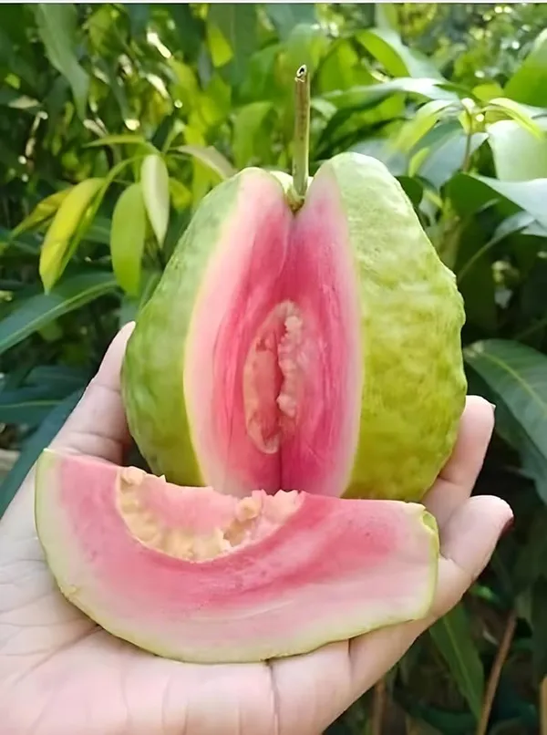 Thi_Pink_Guava_Plant_(Hybrid_&_Grafting)_Pack_Of-1